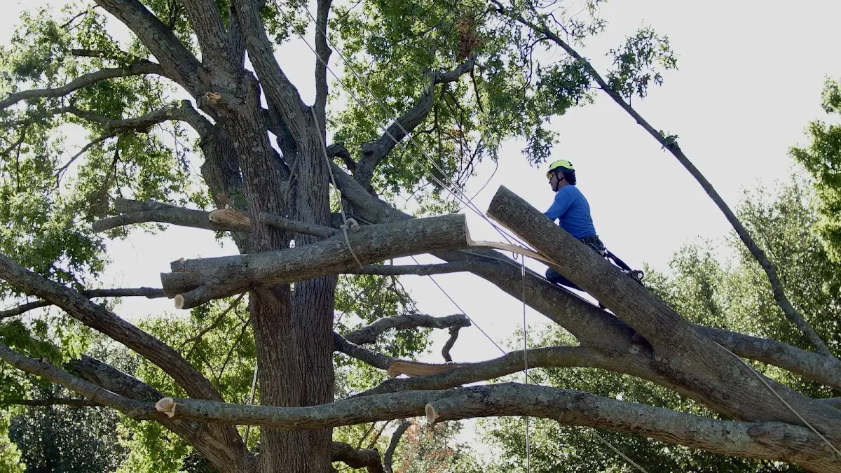 Professional Crown Thinning performed by certified arborists in Brothers